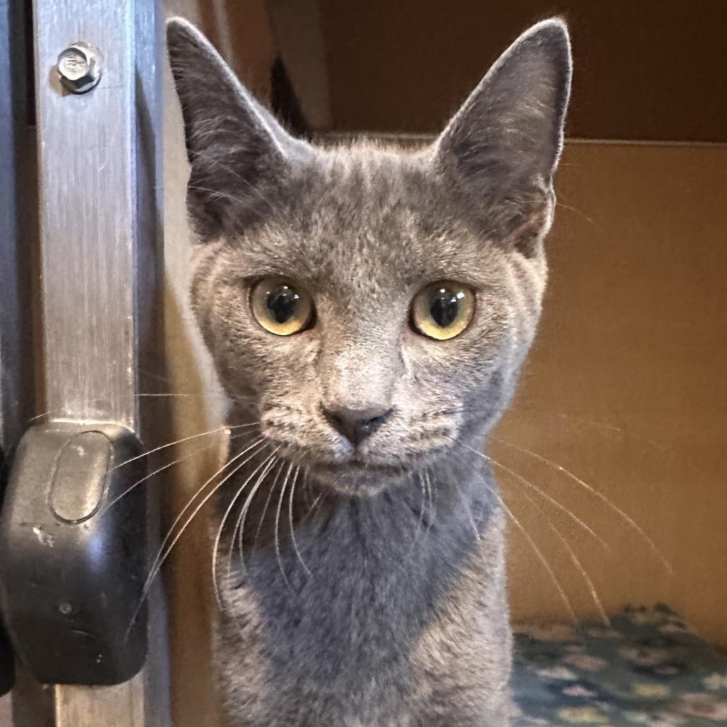 Hamish, a Adoptable Domestic Short Hair in Chesapeake, VA image 2/2
