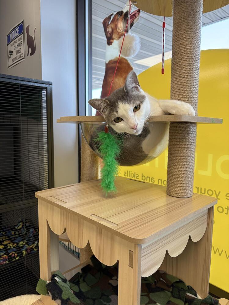 Swizzle, Adoptable, Adult Male Domestic Short Hair & Tabby.