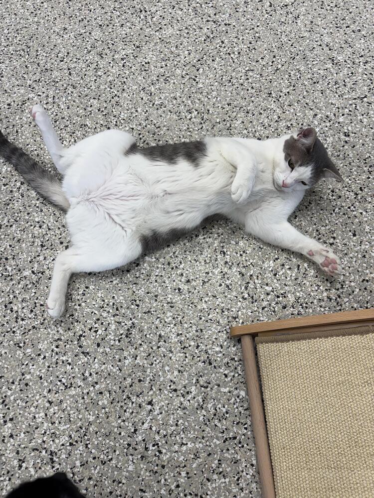 Enlarge Swizzle, a Adoptable mixed breed in Plymouth, MN image 2/6