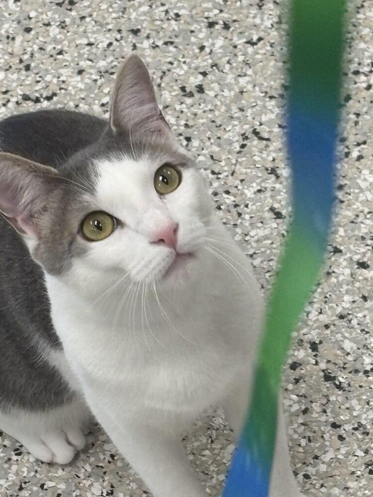 Enlarge Swizzle, a Adoptable mixed breed in Plymouth, MN image 3/6