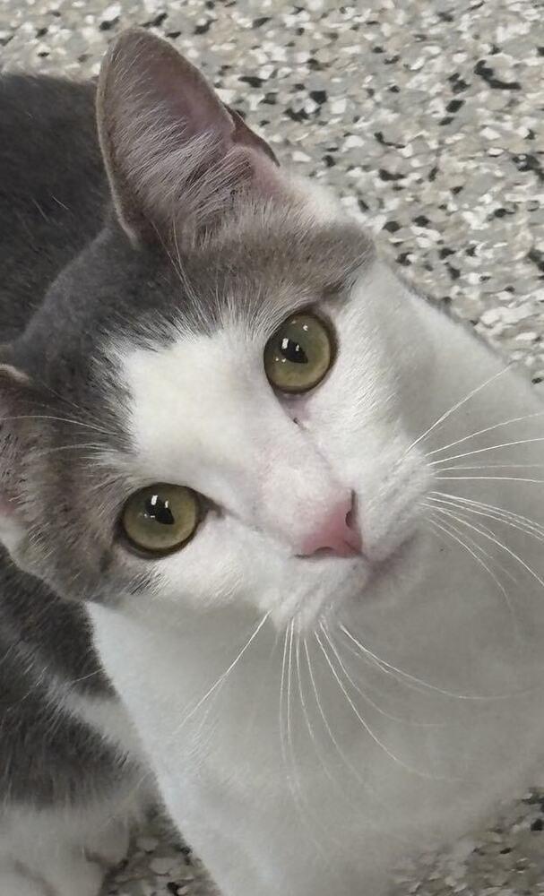 Enlarge Swizzle, a Adoptable mixed breed in Plymouth, MN image 4/6