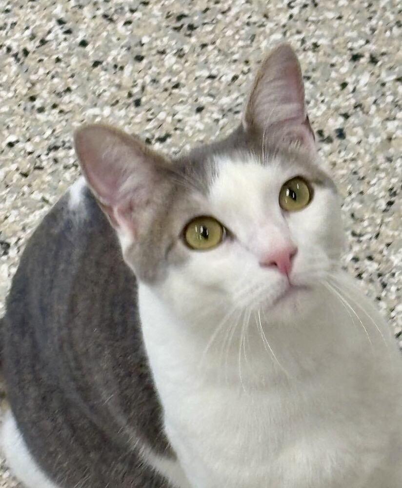 Enlarge Swizzle, a Adoptable mixed breed in Plymouth, MN image 6/6