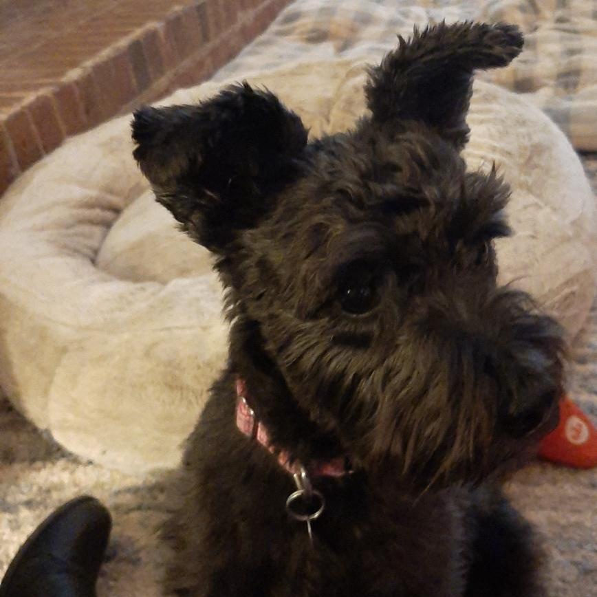 Bella, ADOPTABLE, Adult Female Miniature Schnauzer.