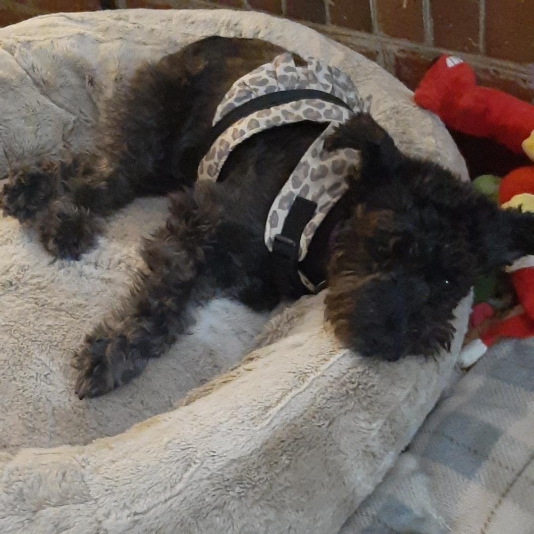 Bella, a ADOPTABLE Miniature Schnauzer in Irmo, SC image 2/2