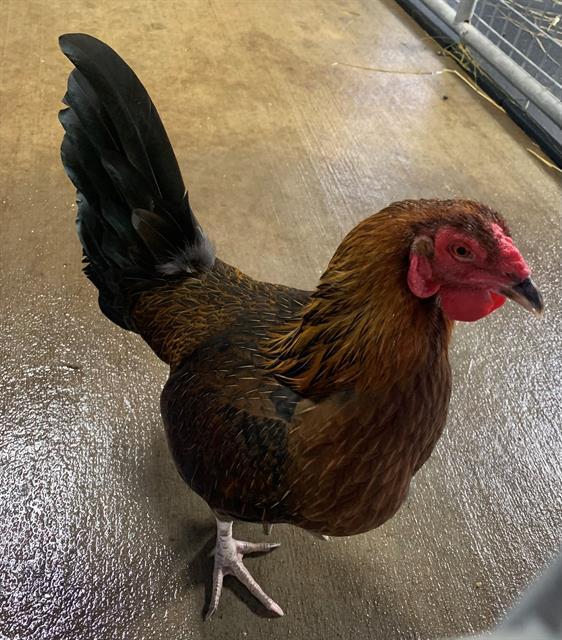 Enlarge ATLAS, a Adoptable Chicken in Union, MO image 2/2