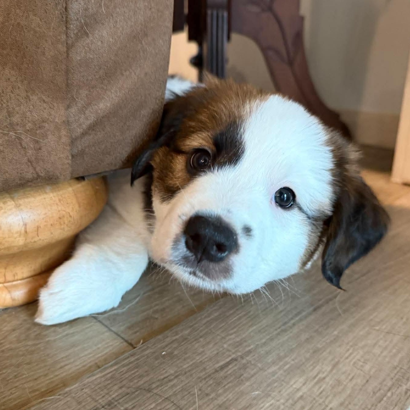 Enlarge Plum, a Adopted mixed breed in Rochester, NY image 5/5