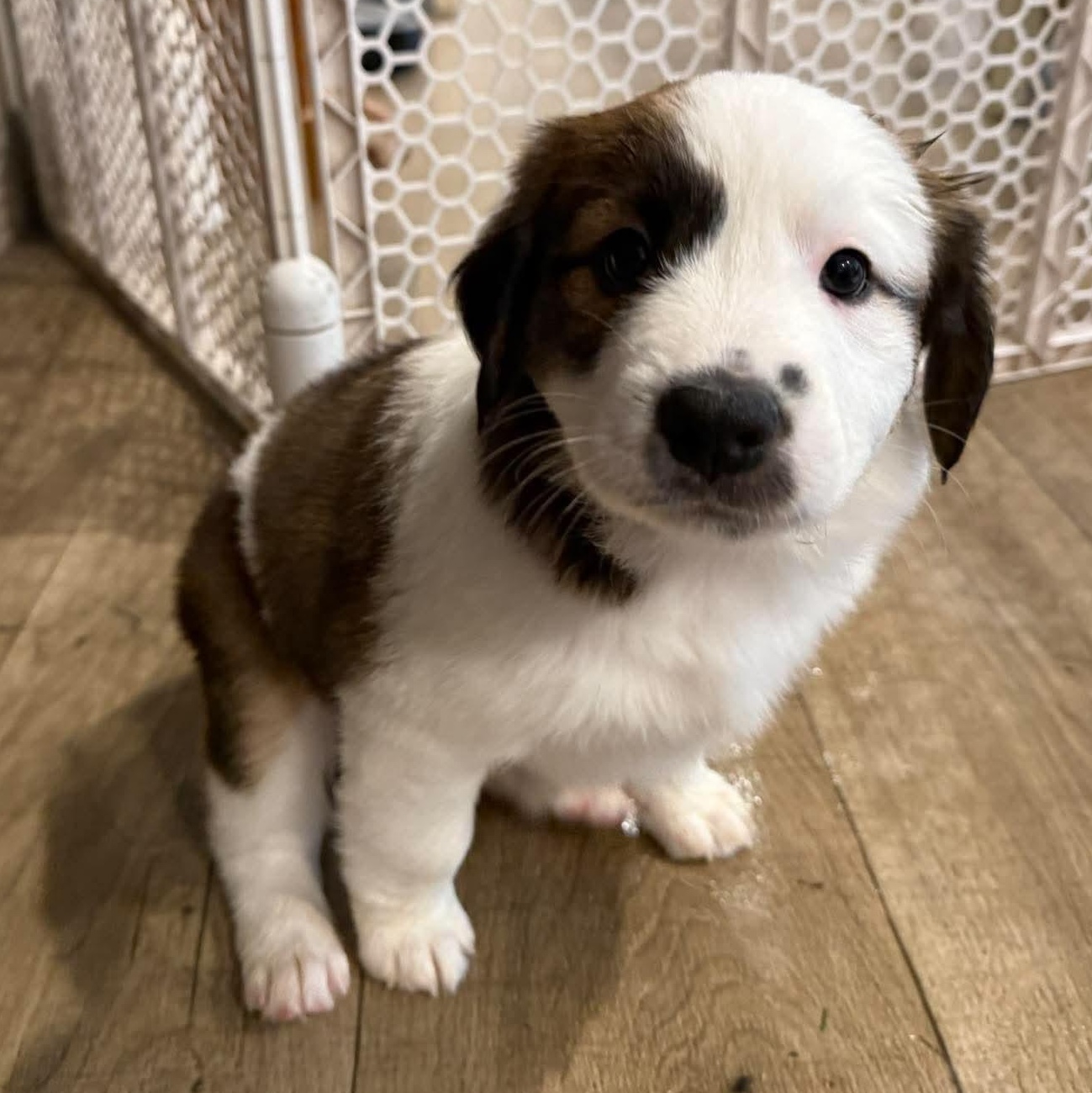 Enlarge Plum, a Adopted mixed breed in Rochester, NY image 2/5