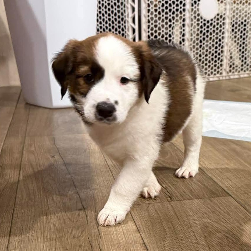 Plum, Adopted, Puppy Female Saint Bernard & Terrier.