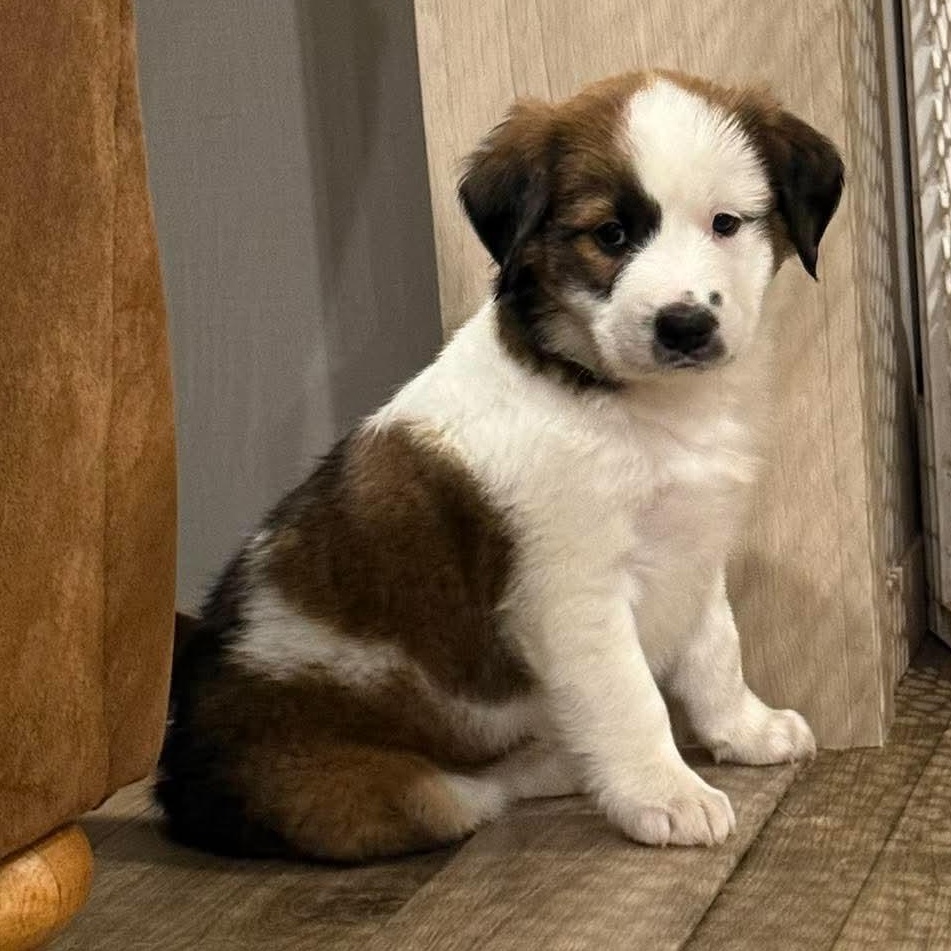 Enlarge Plum, a Adopted mixed breed in Rochester, NY image 4/5