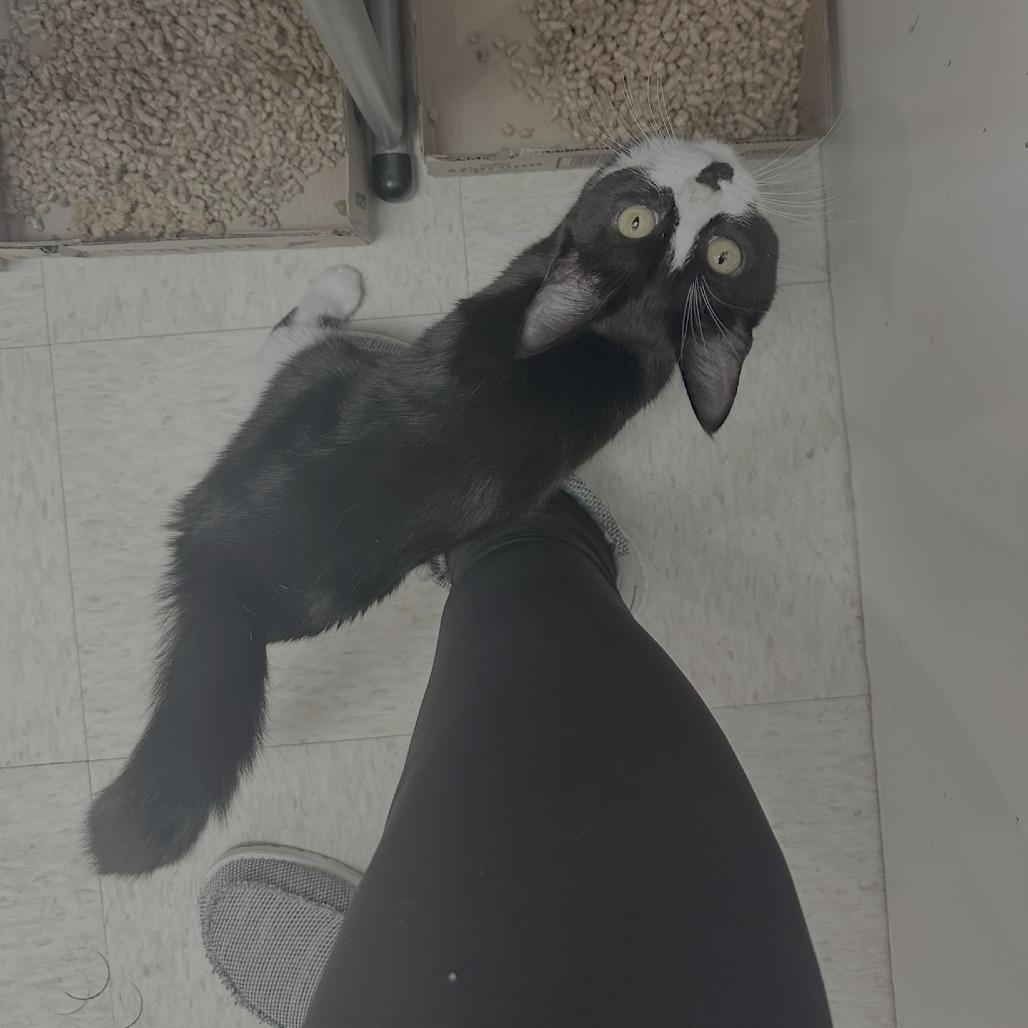 Claire Temple, Adoptable, Young Female Domestic Short Hair.