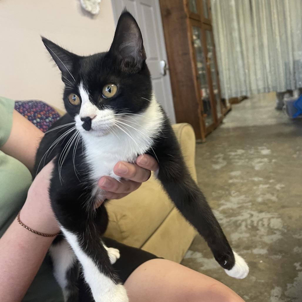 Enlarge Claire Temple, a Adoptable Domestic Short Hair in Branson, MO image 2/4