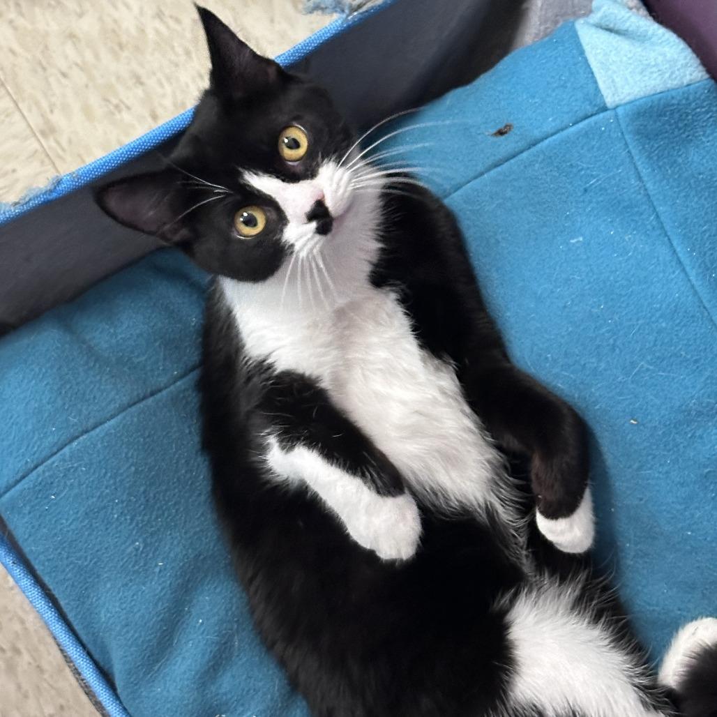 Enlarge Claire Temple, a Adoptable Domestic Short Hair in Branson, MO image 3/4