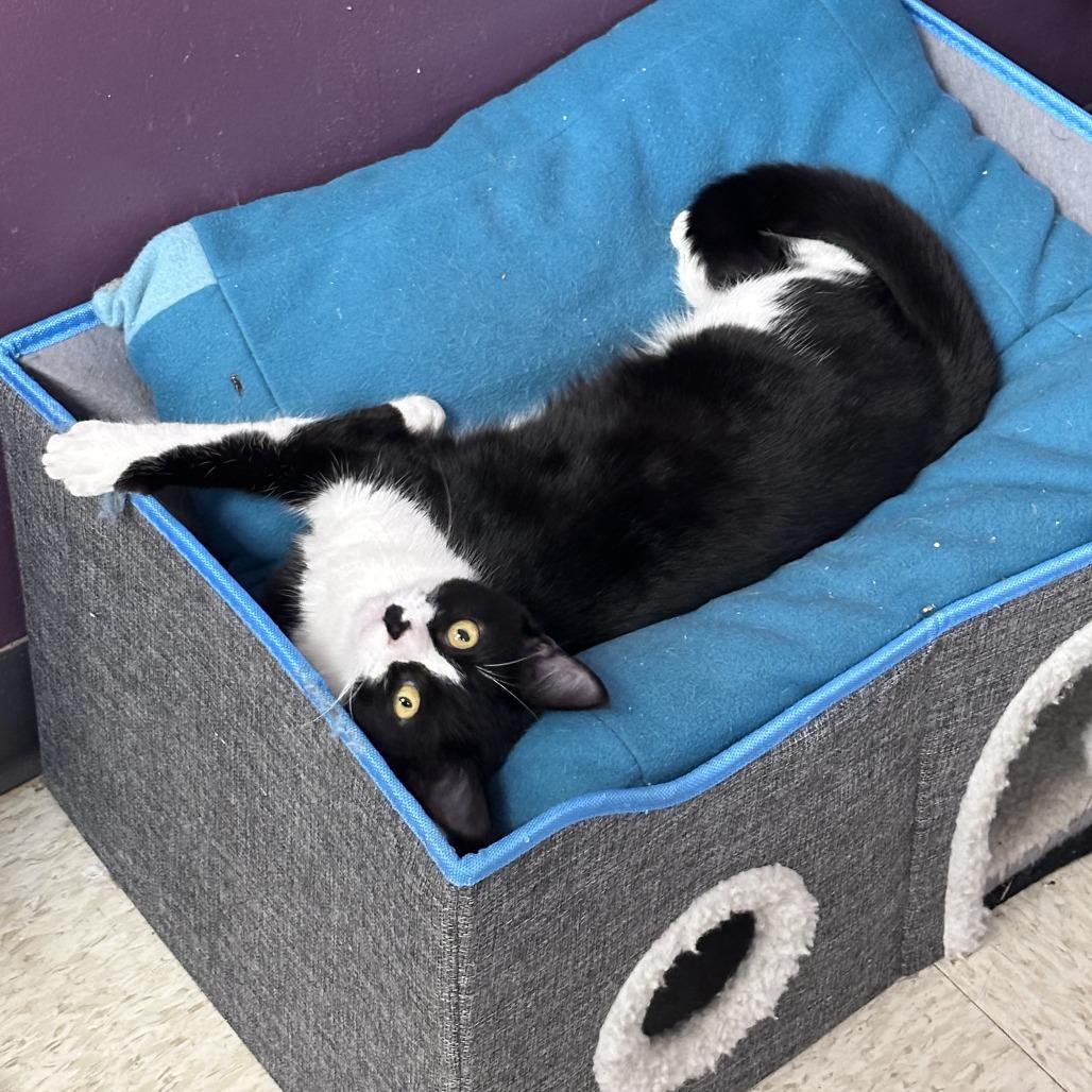 Enlarge Claire Temple, a Adoptable Domestic Short Hair in Branson, MO image 4/4