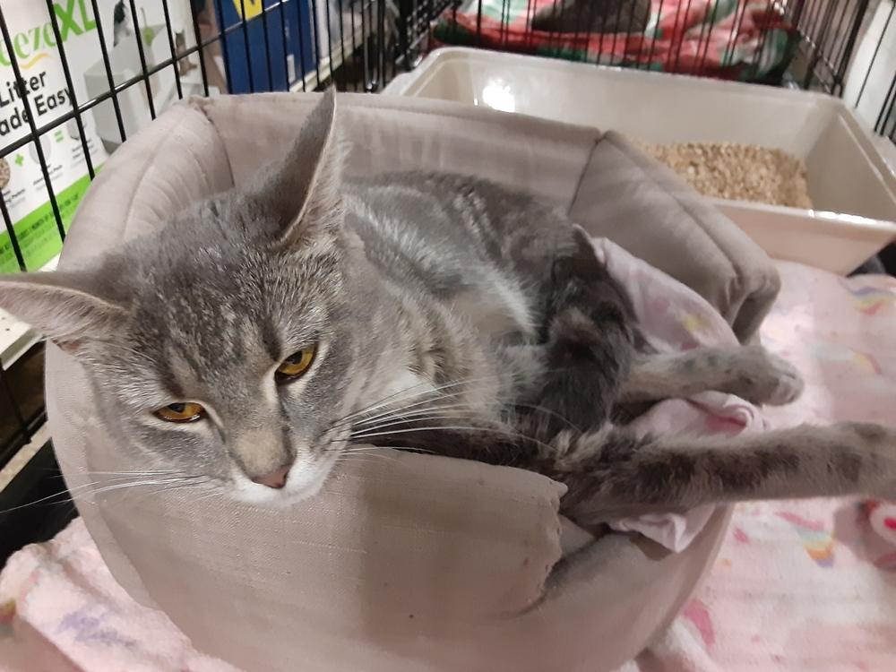 Annabelle, Adoptable, Kitten Female Domestic Short Hair.