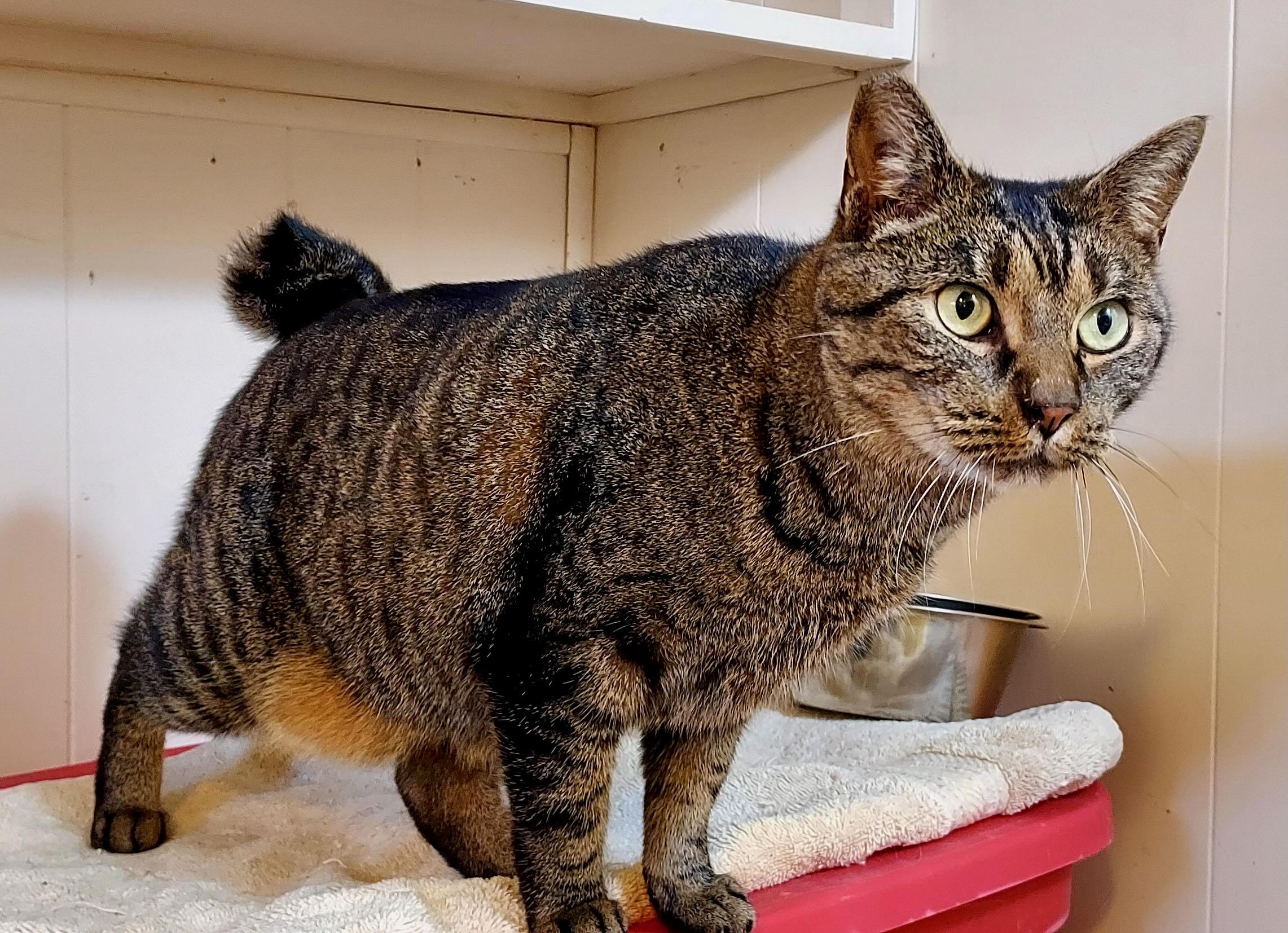 Alia, a Adoptable Tabby in Portland, OR image 1/4