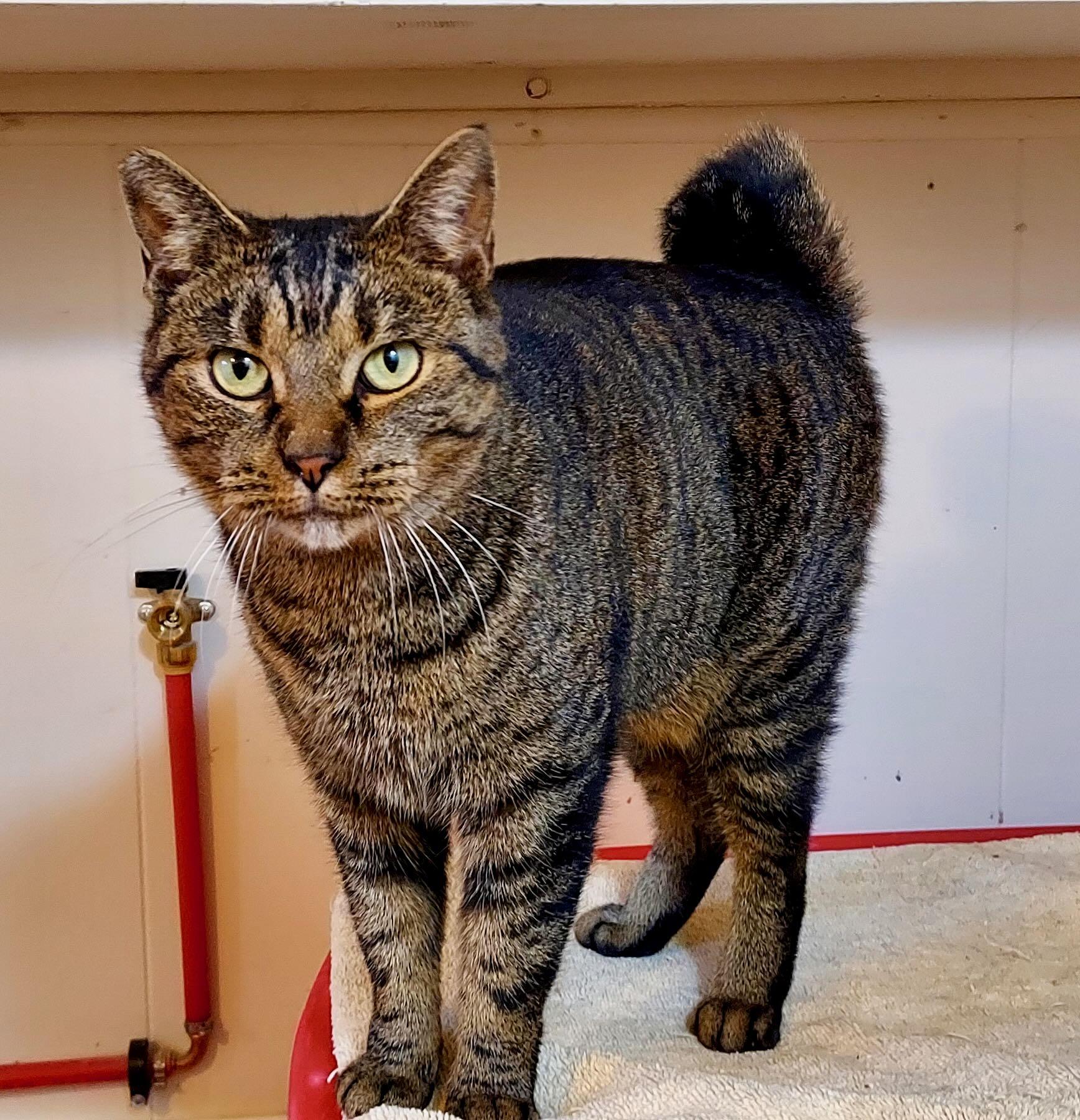 Alia, a Adoptable Tabby in Portland, OR image 3/4