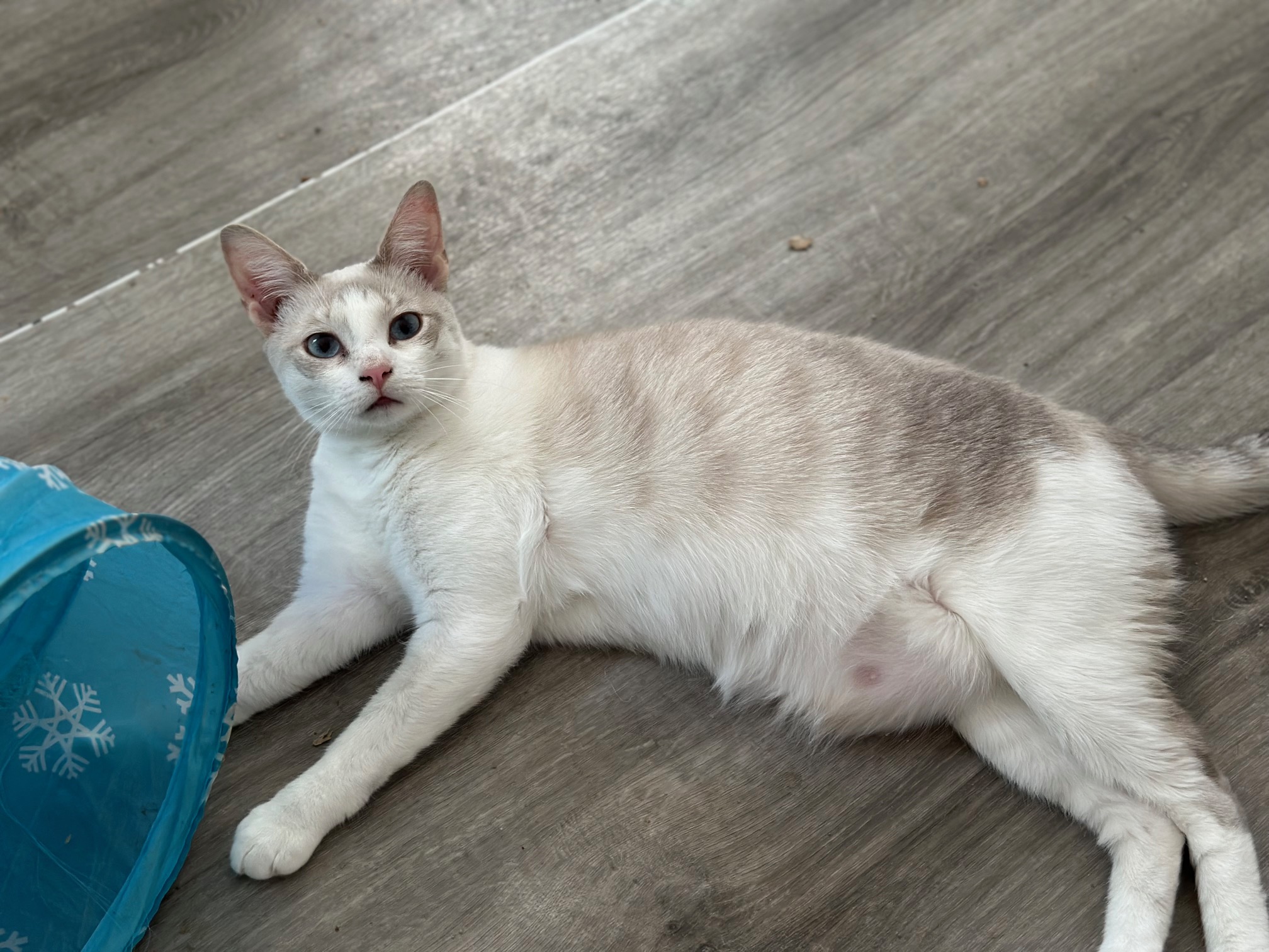 Portia, Adopted, Young Female Domestic Short Hair & Siamese.