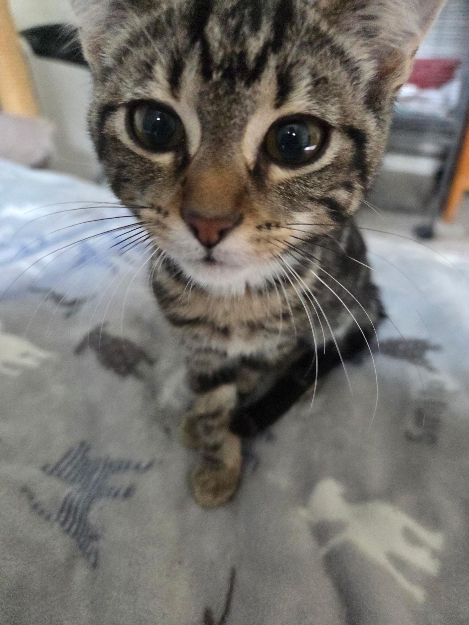 Salsa, Adoptable, Kitten Female Domestic Short Hair.