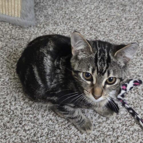 Salsa, a Adoptable Domestic Short Hair in Canal Winchester, OH image 2/4
