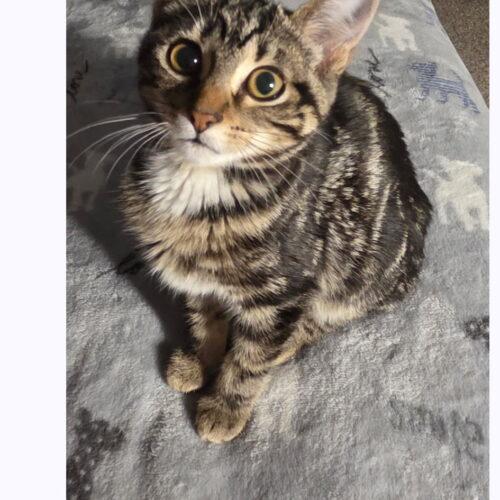 Salsa, a Adoptable Domestic Short Hair in Canal Winchester, OH image 4/4