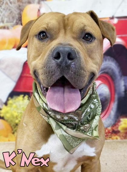 K`Nex, Adoptable, Adult Male American Bulldog & Boxer.