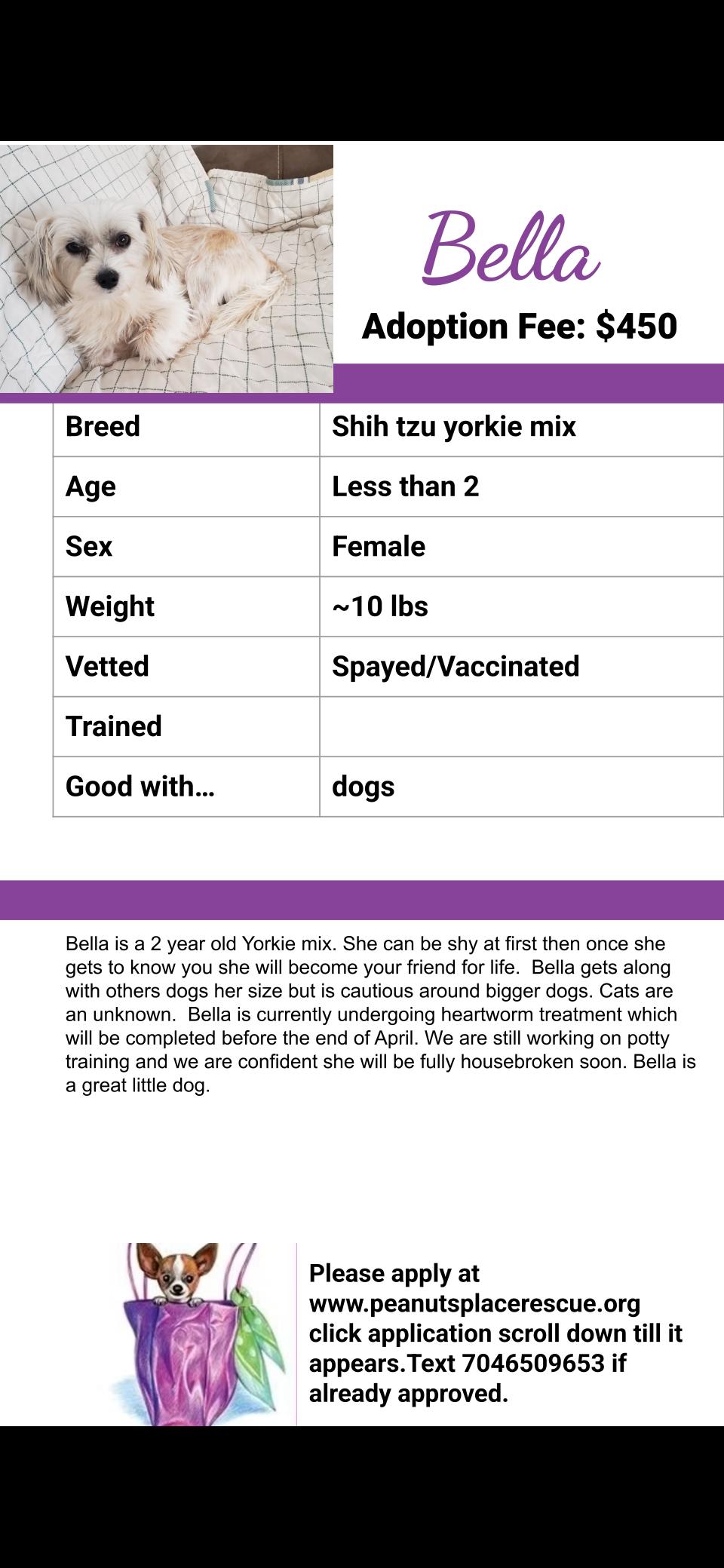 Enlarge Bella (1 of 3 yorkie shih tzus), a ADOPTABLE mixed breed in Matthews, NC image 3/3