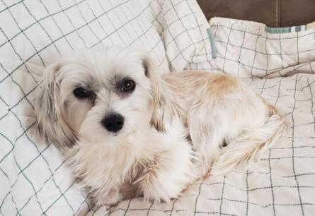 Bella (1 of 3 yorkie shih tzus), ADOPTABLE, Adult Female Shih Tzu & Yorkshire Terrier.
