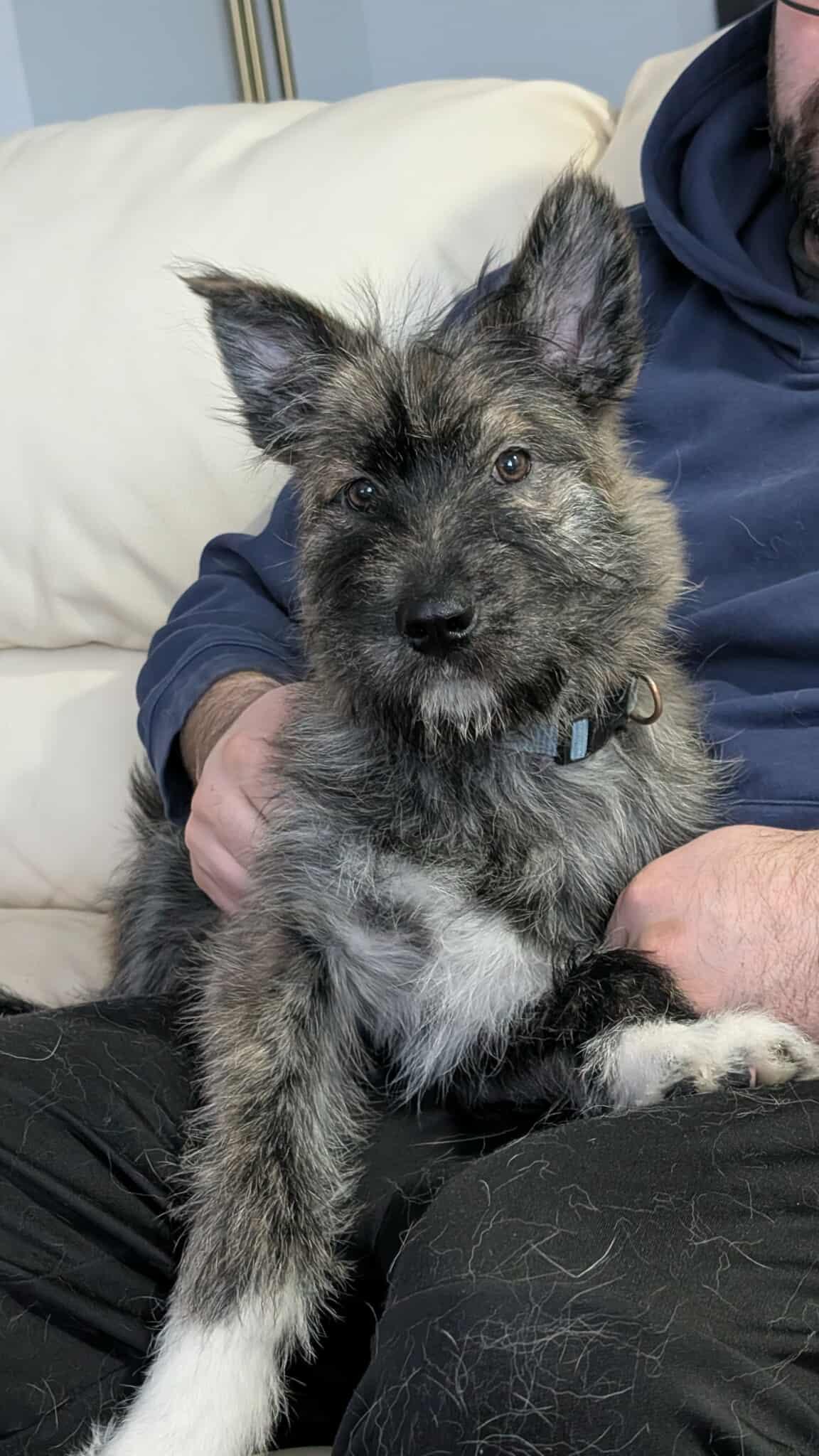 Winston, ADOPTABLE, Puppy Male Terrier & Mixed Breed.