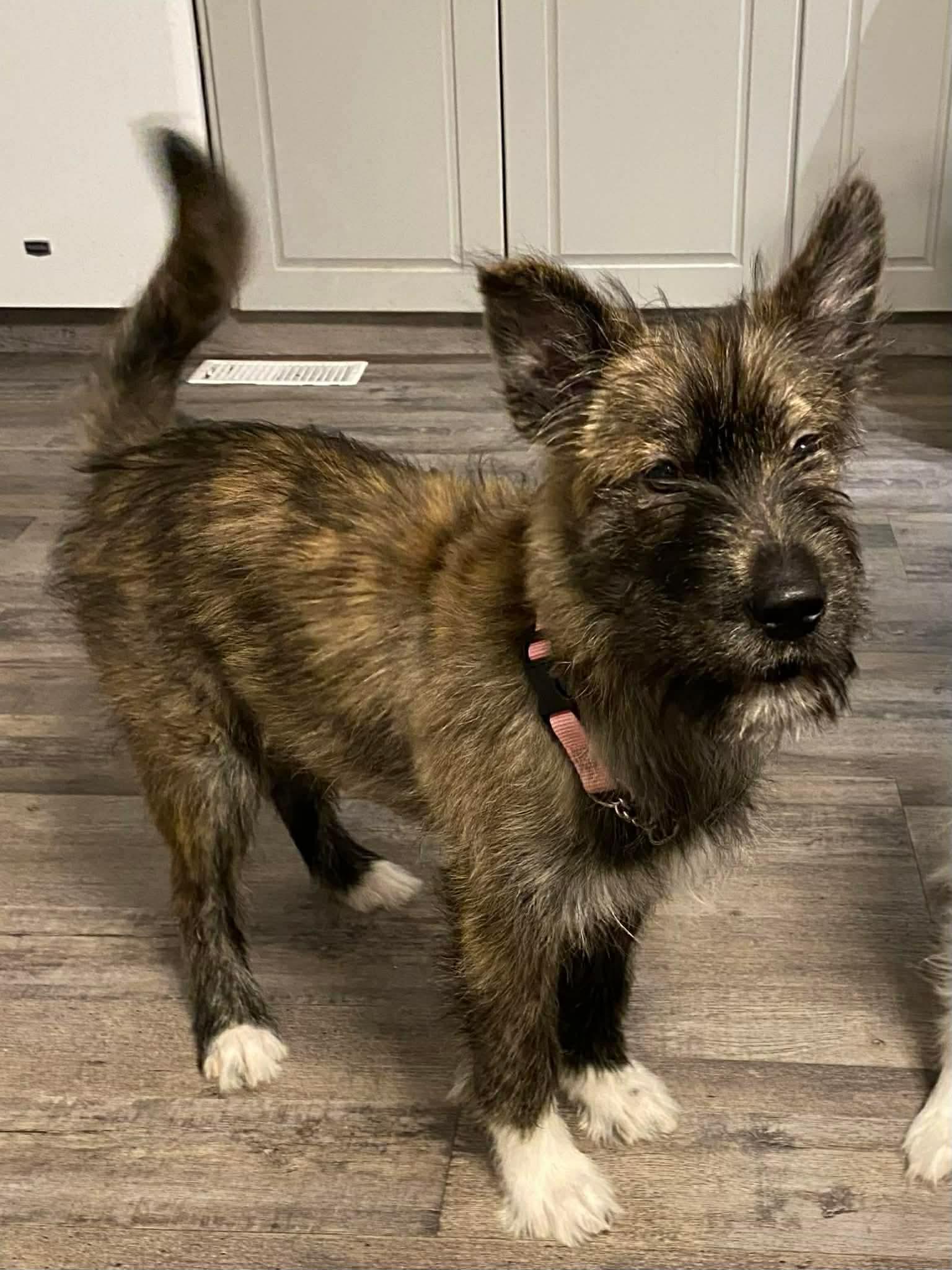 Enlarge Winston, a ADOPTABLE mixed breed in Winnipeg, MB image 2/6