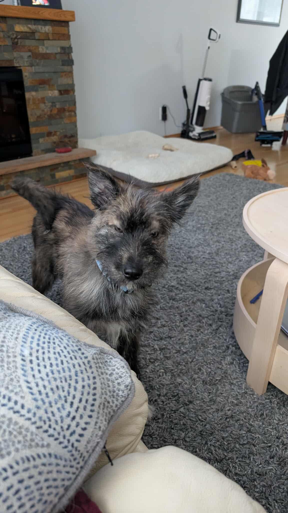 Enlarge Winston, a ADOPTABLE mixed breed in Winnipeg, MB image 3/6