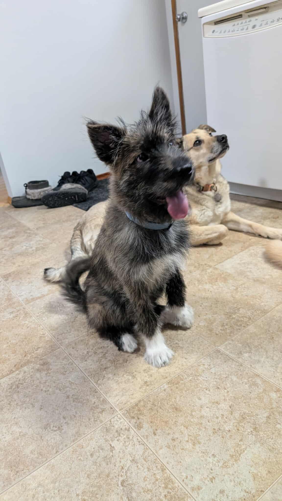 Enlarge Winston, a ADOPTABLE mixed breed in Winnipeg, MB image 4/6