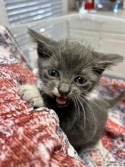 Enlarge Duvalin, a Adoptable Domestic Short Hair in Lawrenceville, GA image 1/1