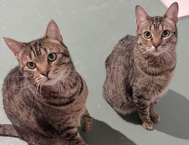 Holly and Little Fluffy, Adoptable, Adult Female Domestic Short Hair.