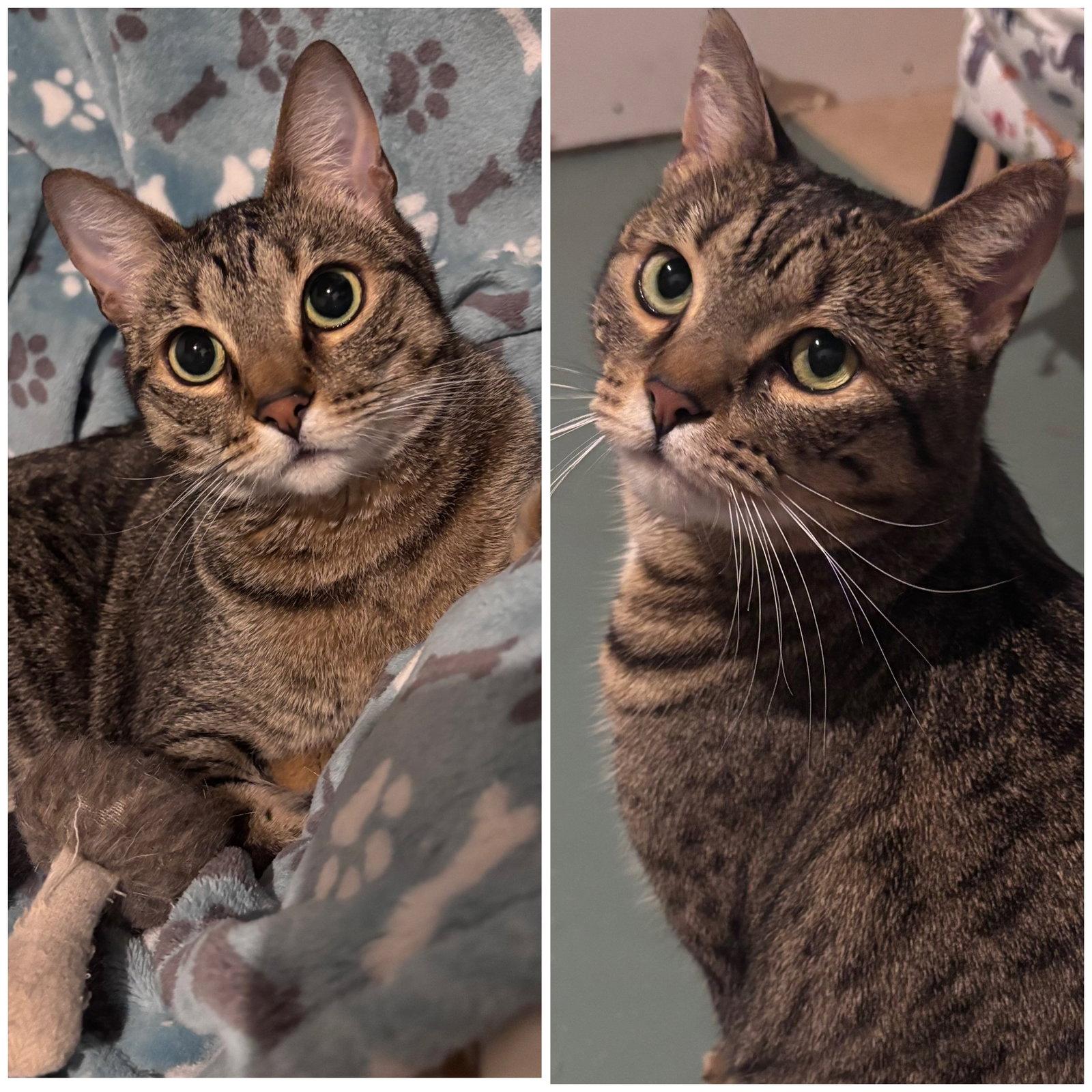 Holly and Little Fluffy, Adoptable, Adult Female Domestic Short Hair.