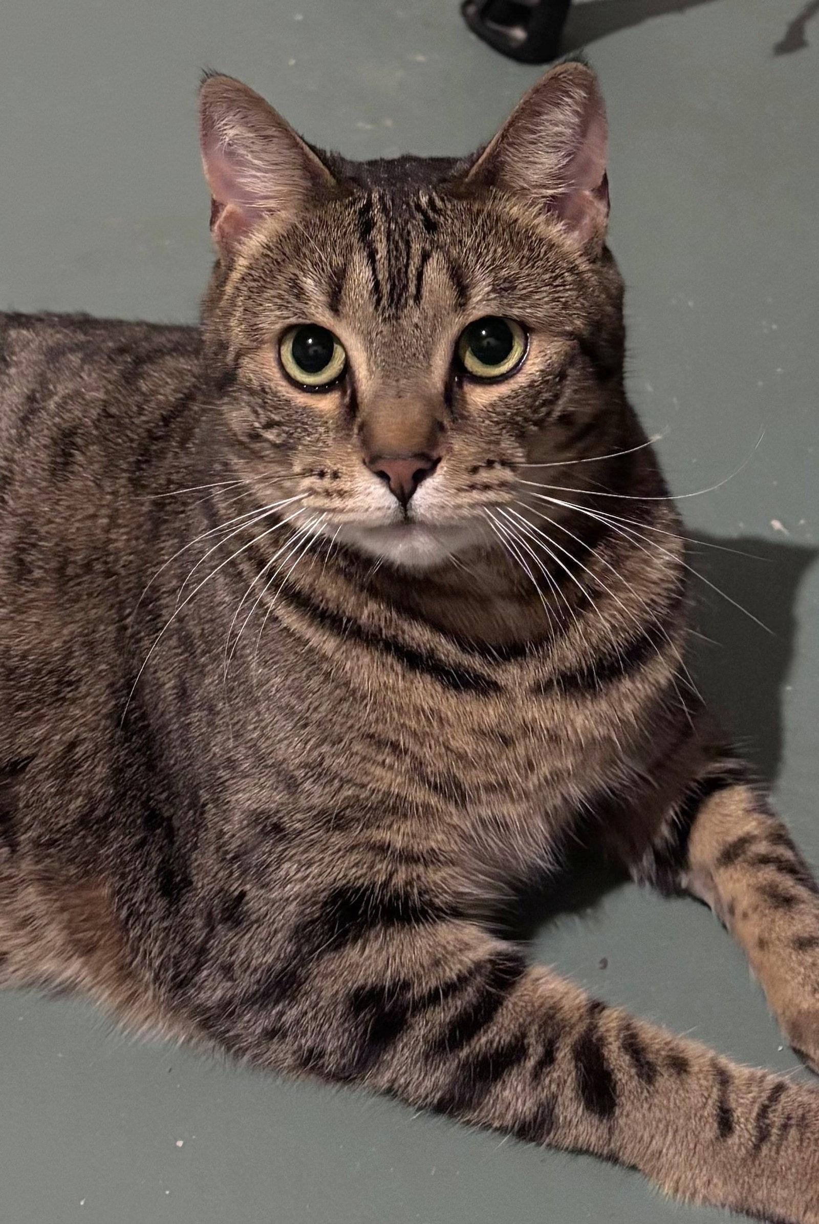 Enlarge Holly and Little Fluffy, a Adoptable Domestic Short Hair in Shawnee, KS image 2/3