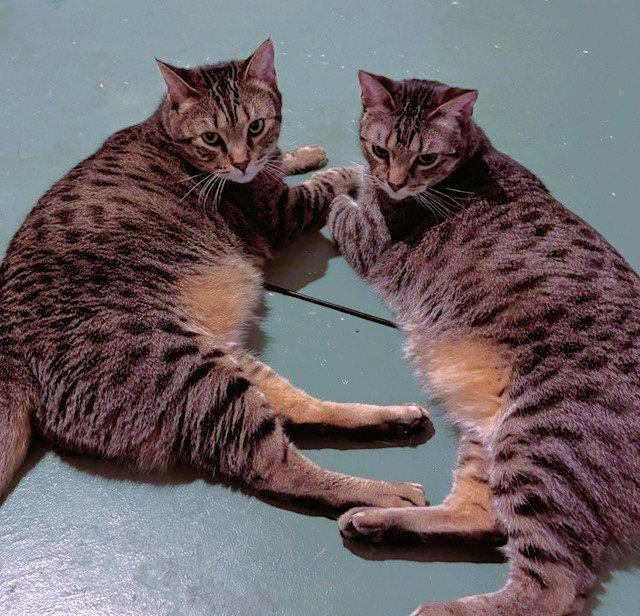 Enlarge Holly and Little Fluffy, a Adoptable Domestic Short Hair in Shawnee, KS image 2/3