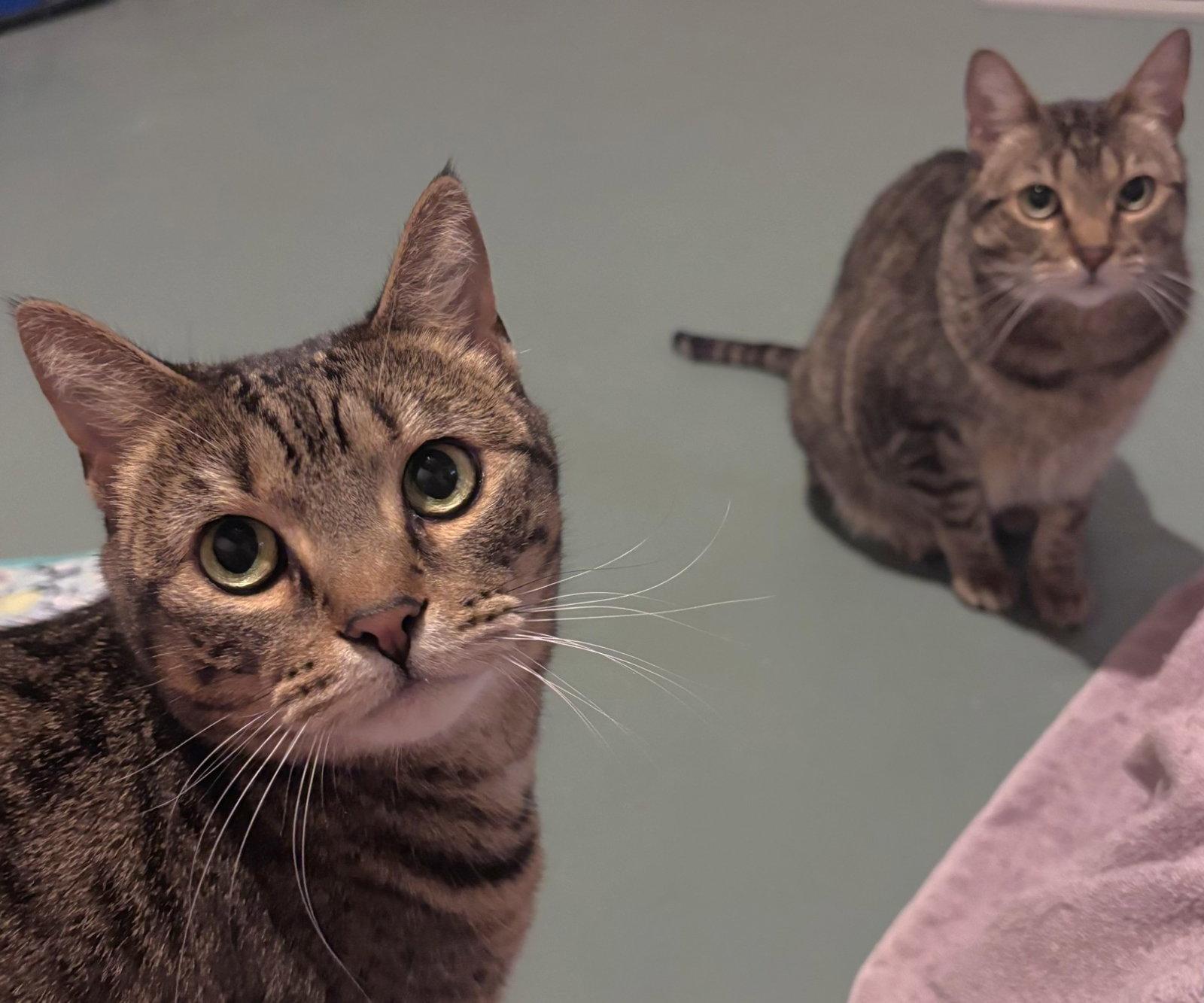 Enlarge Holly and Little Fluffy, a Adoptable Domestic Short Hair in Shawnee, KS image 3/3