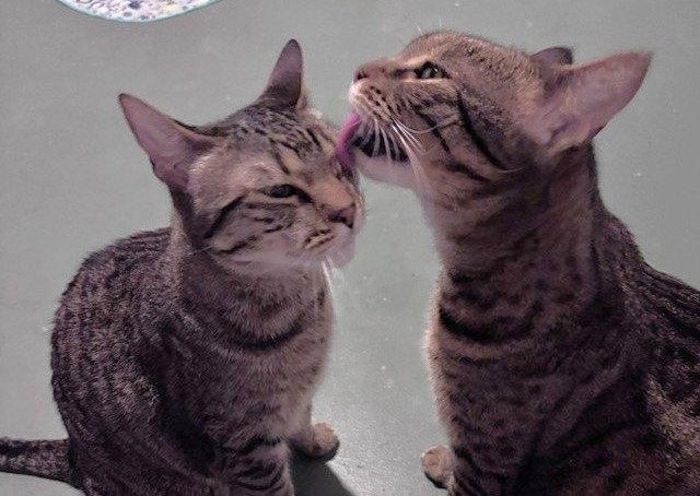 Enlarge Holly and Little Fluffy, a Adoptable Domestic Short Hair in Shawnee, KS image 3/3
