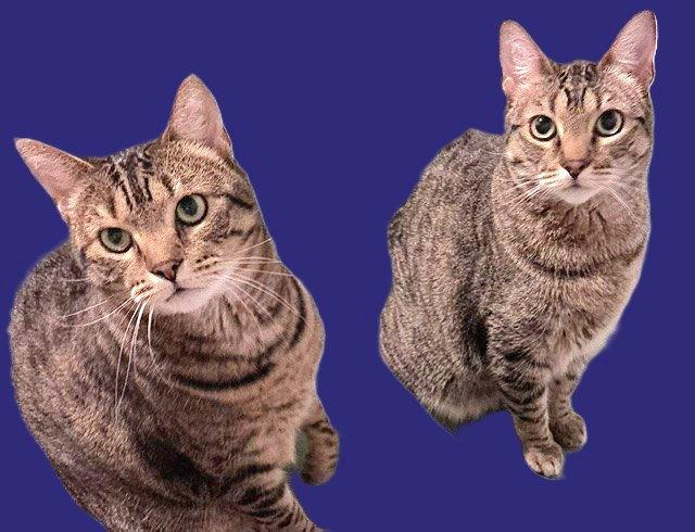 Enlarge Holly and Little Fluffy, a Adoptable Domestic Short Hair in Shawnee, KS image 3/3
