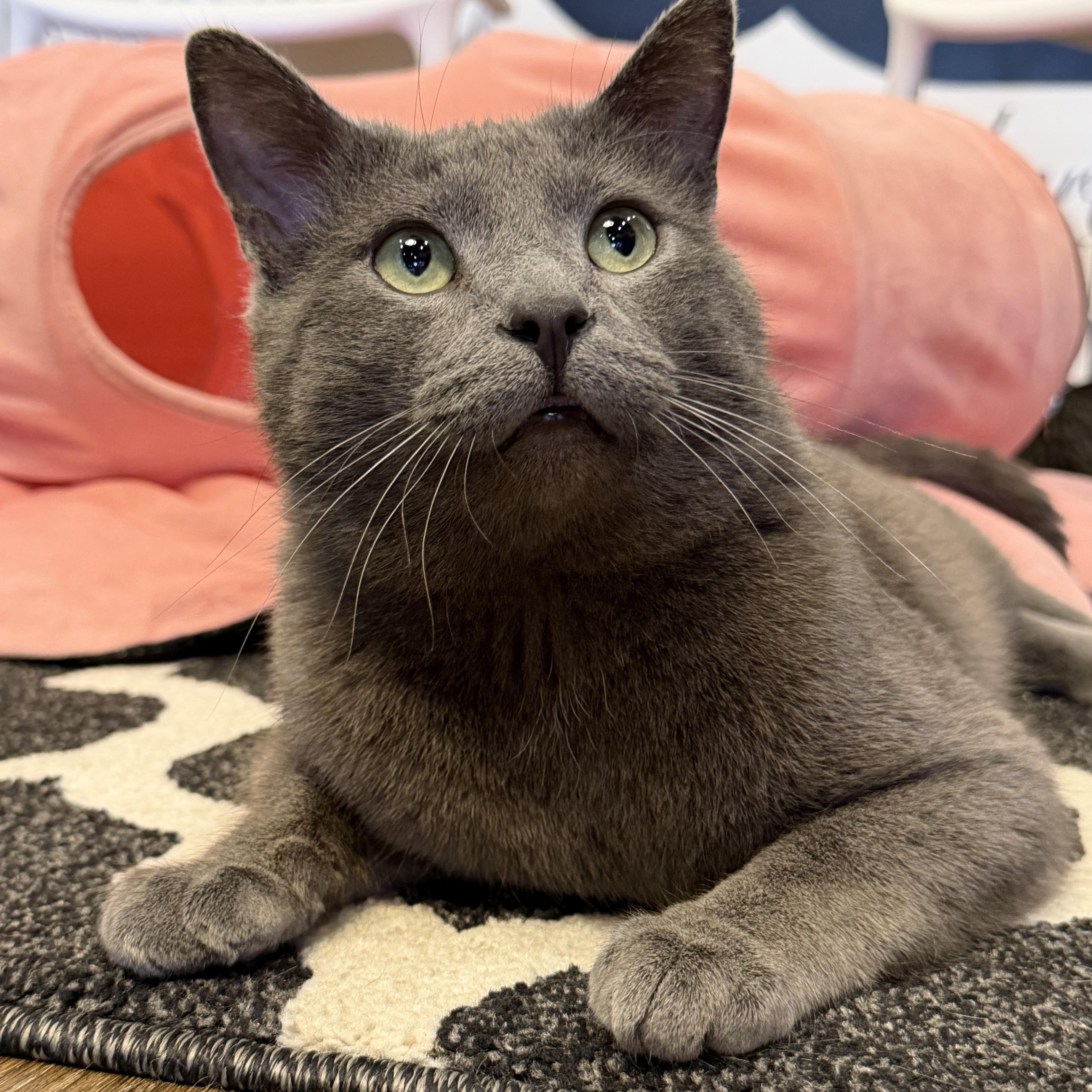 Enlarge Smitty, an adopted Domestic Short Hair in Murfreesboro, TN image 1/2