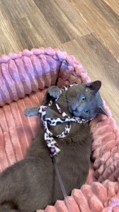 Enlarge Smitty, an adopted Domestic Short Hair in Murfreesboro, TN video 2/2