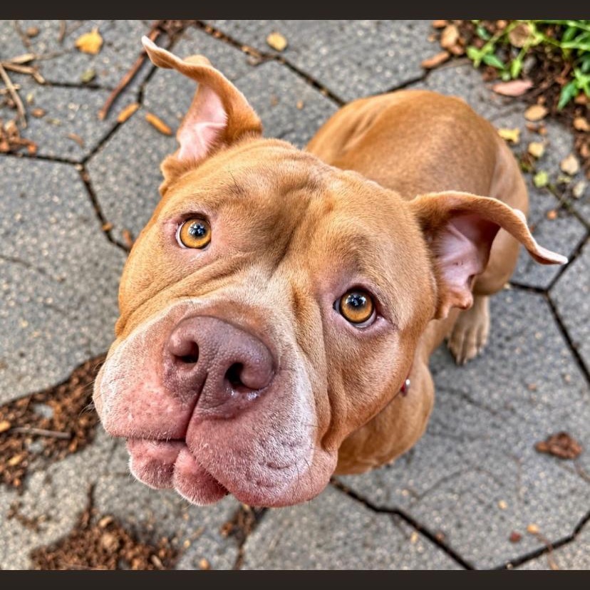 Enlarge Cookie Butter, a Adoptable mixed breed in Philadelphia, PA image 1/2