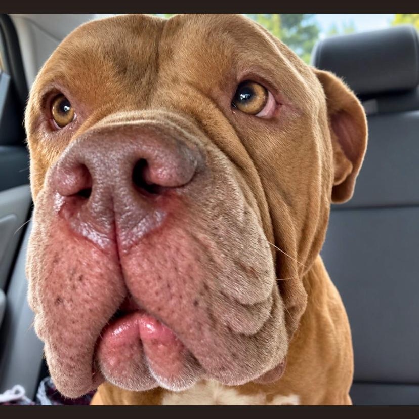 Enlarge Cookie Butter, a Adoptable mixed breed in Philadelphia, PA image 2/2