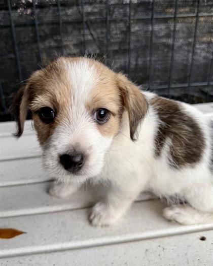 Enlarge Joe Jonas, a Adoptable mixed breed in Saint Petersburg, FL image 1/1