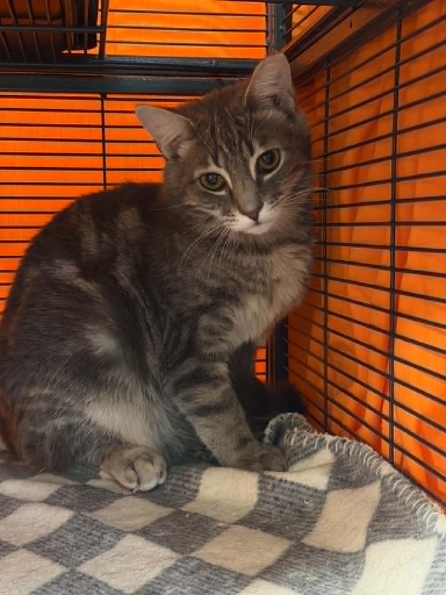 JUNO, Adoptable, Young Male Domestic Short Hair.
