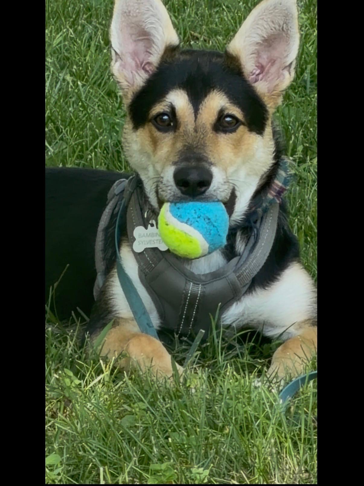 Bambino. What a great puppy, ADOPTABLE, Puppy Male Shepherd & Siberian Husky.