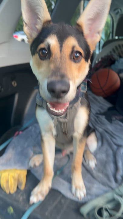 Enlarge Bambino. What a great puppy, a ADOPTABLE mixed breed in Franklin, TN video 2/4