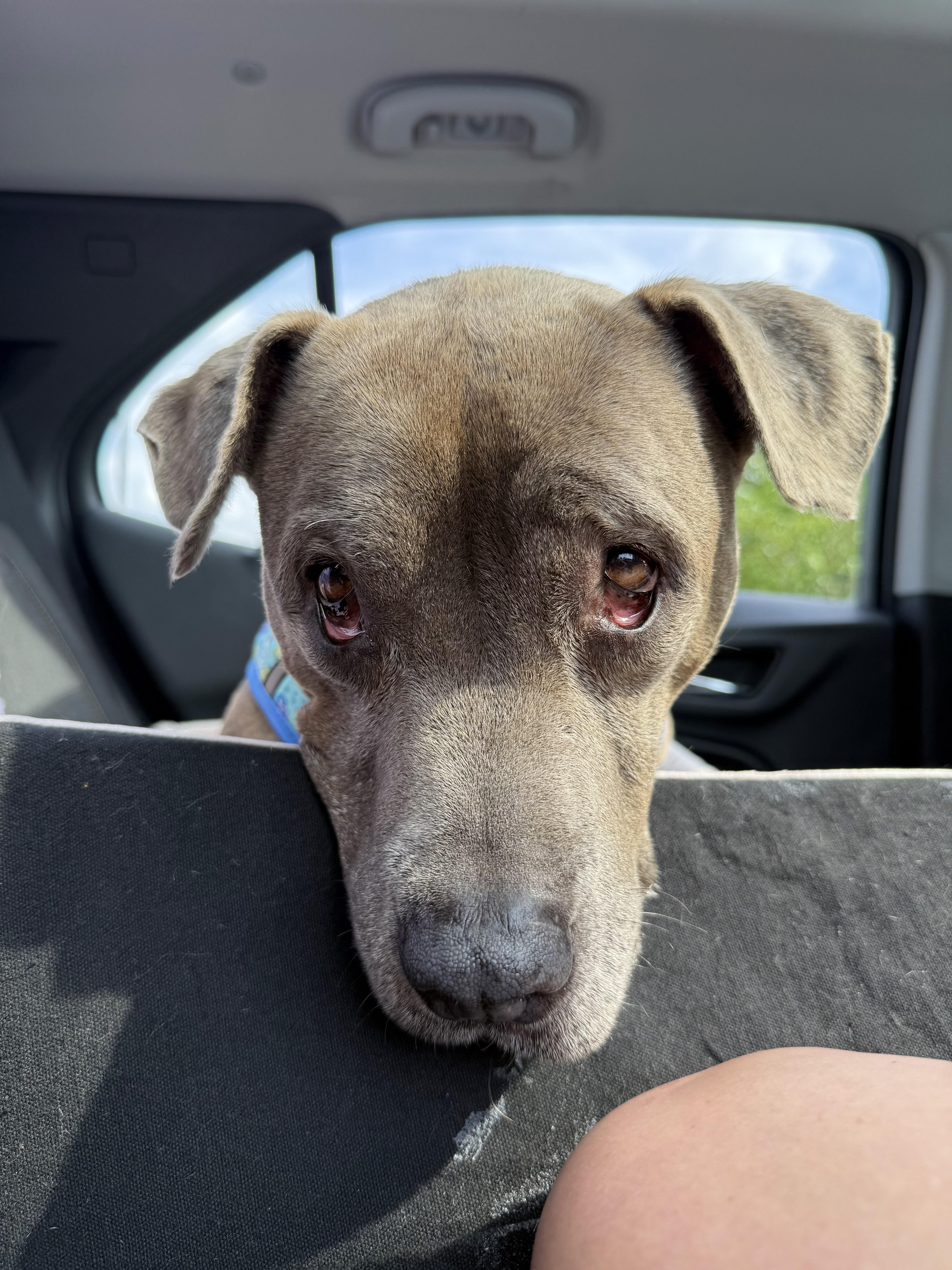 Twinkie, a Adoptable mixed breed in Pittsburgh, PA image 1/5