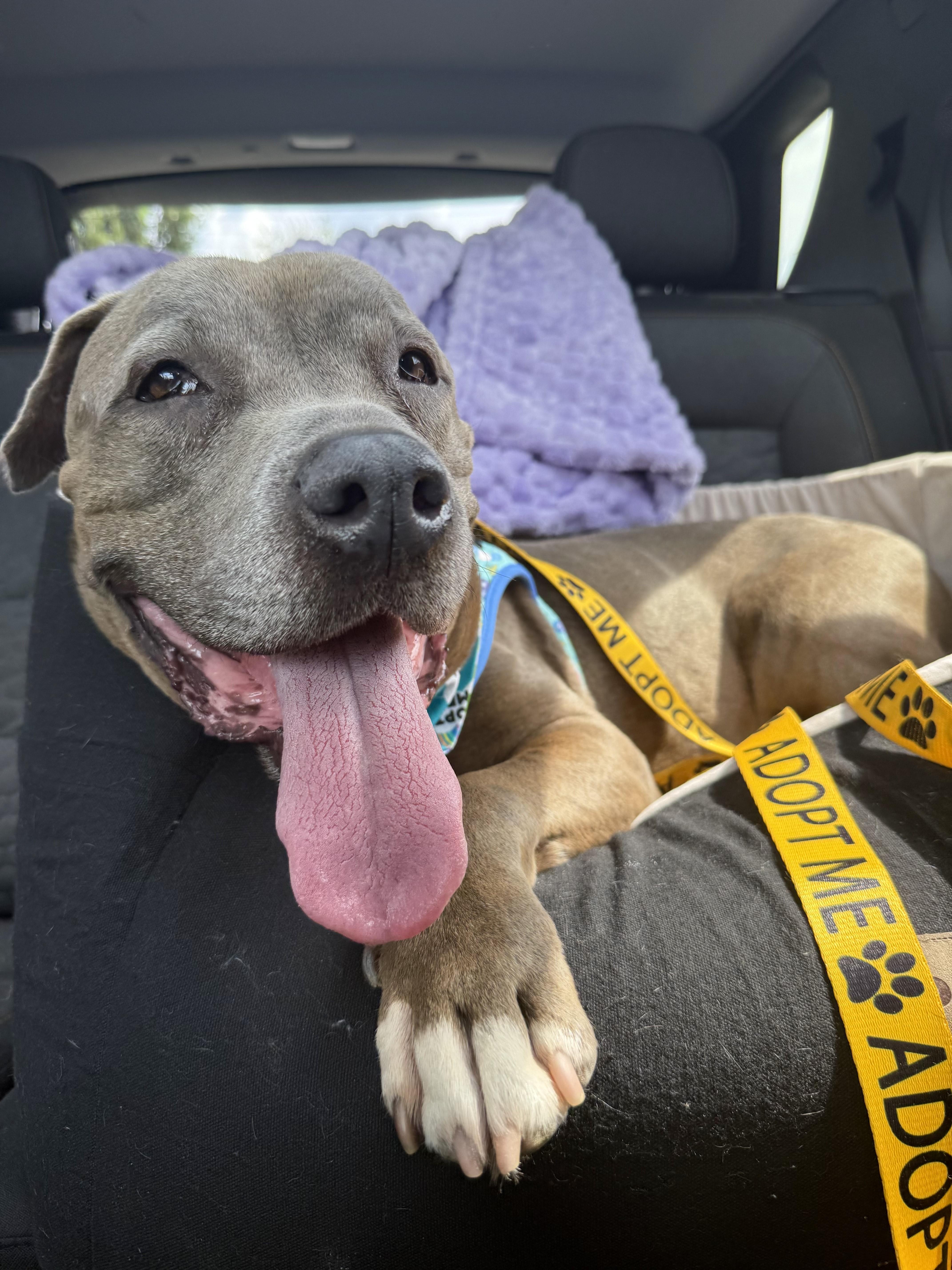 Twinkie, a Adoptable mixed breed in Pittsburgh, PA image 3/5