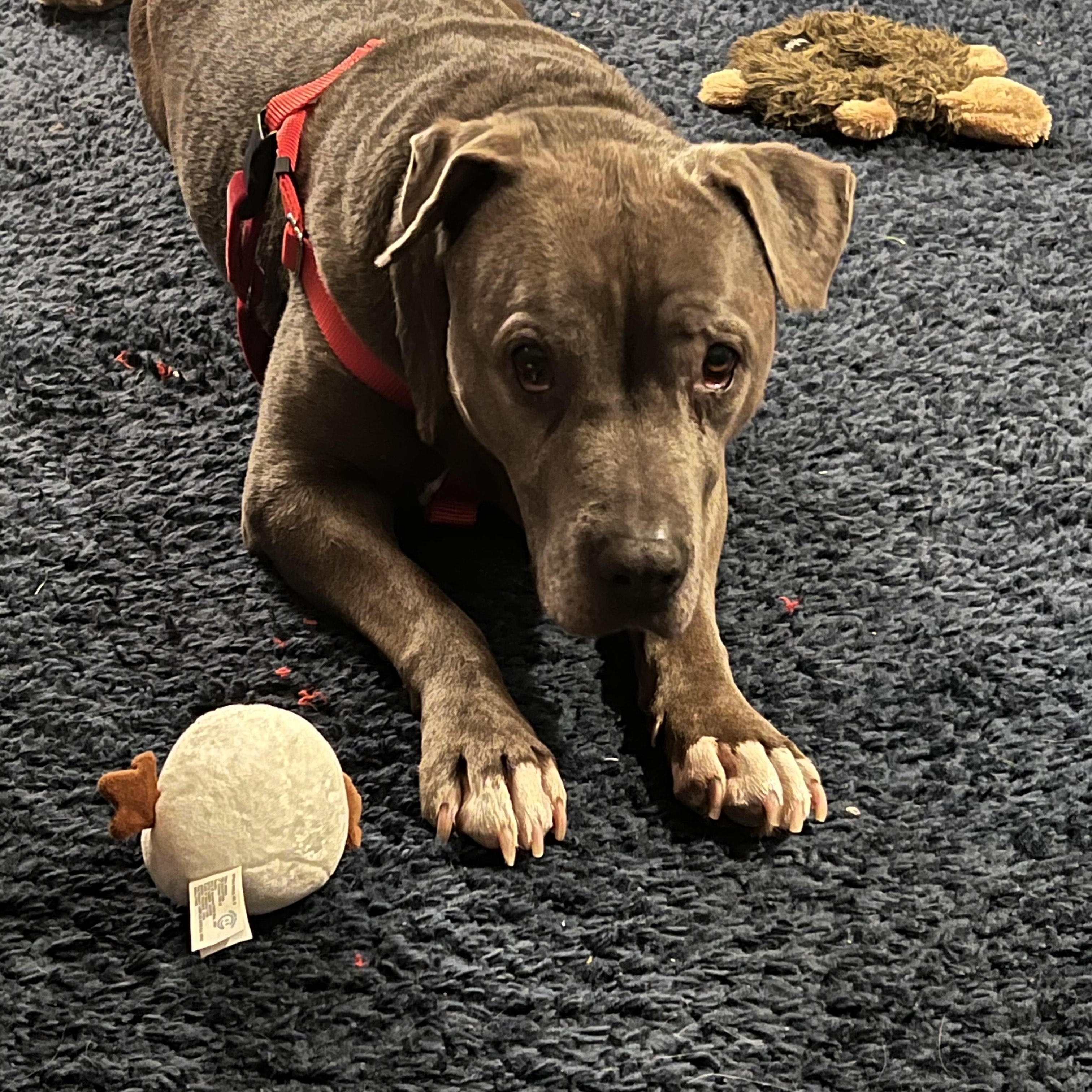 Twinkie, a Adoptable mixed breed in Pittsburgh, PA image 4/5